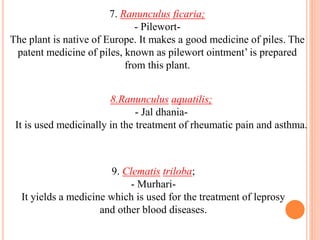 7. Ranunculus ficaria;
- Pilewort-
The plant is native of Europe. It makes a good medicine of piles. The
patent medicine of piles, known as pilewort ointment’ is prepared
from this plant.
8.Ranunculus aquatilis;
- Jal dhania-
It is used medicinally in the treatment of rheumatic pain and asthma.
9. Clematis triloba;
- Murhari-
It yields a medicine which is used for the treatment of leprosy
and other blood diseases.
 