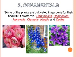 Some of the plants are cultivated in gardens for their
beautiful flowers viz., Ranunculus, Delphinium,
Naravelia, Clematis, Nigella and Caltha
 