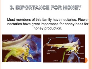 Most members of this family have nectaries. Flower
nectaries have great importance for honey bees for
honey production.
 