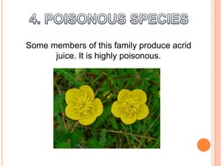 Some members of this family produce acrid
juice. It is highly poisonous.
 