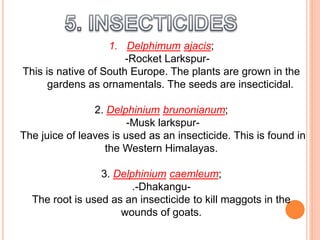 1. Delphimum ajacis;
-Rocket Larkspur-
This is native of South Europe. The plants are grown in the
gardens as ornamentals. The seeds are insecticidal.
2. Delphinium brunonianum;
-Musk larkspur-
The juice of leaves is used as an insecticide. This is found in
the Western Himalayas.
3. Delphinium caemleum;
.-Dhakangu-
The root is used as an insecticide to kill maggots in the
wounds of goats.
 