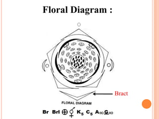 Floral Diagram :
Bract
 