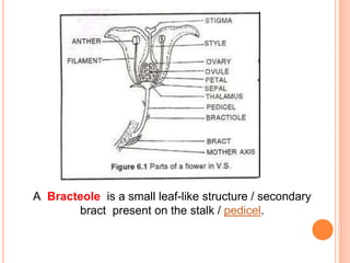 A Bracteole is a small leaf-like structure / secondary
bract present on the stalk / pedicel.
 