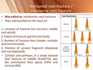 Horizontal root fracture /
transverse root fracture
• Also called as: Intralveolar root fractures
• They subclassified on the basis of:
1. Location of fracture line (cervical, middle
and apical);
2. Extent of fracture (partial and total);
3. Number of fracture lines (simple, multiple
and comminuted);
4. Position of coronal fragment (displaced
and not displaced).
• Caliskan and pehlivan, in a study showed
that fracture of middle third(57%) was
the commonest than apical (34%) and
cervical (9%)
 