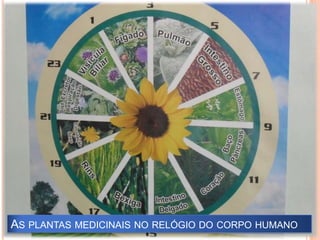 As plantas medicinais no relógio do corpo humano