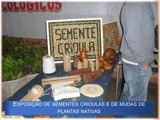 Exposição de sementes crioulas e de mudas de plantas nativas