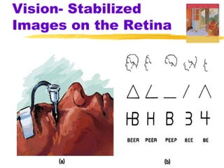 Vision- Stabilized
Images on the Retina
 