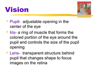 Vision
 Pupil- adjustable opening in the
center of the eye
 Iris- a ring of muscle that forms the
colored portion of the eye around the
pupil and controls the size of the pupil
opening
 Lens- transparent structure behind
pupil that changes shape to focus
images on the retina
 