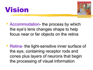 Vision
 Accommodation- the process by which
the eye’s lens changes shape to help
focus near or far objects on the retina
 Retina- the light-sensitive inner surface of
the eye, containing receptor rods and
cones plus layers of neurons that begin
the processing of visual information
 