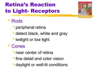 Retina’s Reaction
to Light- Receptors
 Rods
 peripheral retina
 detect black, white and gray
 twilight or low light
 Cones
 near center of retina
 fine detail and color vision
 daylight or well-lit conditions
 