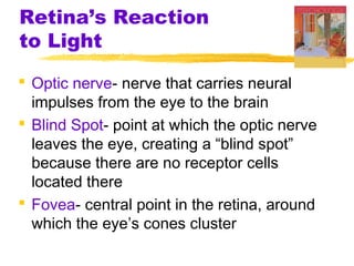 Retina’s Reaction
to Light
 Optic nerve- nerve that carries neural
impulses from the eye to the brain
 Blind Spot- point at which the optic nerve
leaves the eye, creating a “blind spot”
because there are no receptor cells
located there
 Fovea- central point in the retina, around
which the eye’s cones cluster
 
