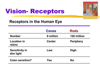 Vision- Receptors
Receptors in the Human Eye
Cones Rods
Number
Location in
retina
Sensitivity in
dim light
Color sensitive? Yes
Low
Center
6 million
No
High
Periphery
120 million
 