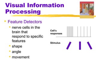 Visual Information
Processing
 Feature Detectors
 nerve cells in the
brain that
respond to specific
features
 shape
 angle
 movement
Stimulus
Cell’s
responses
 