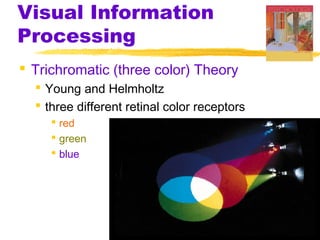 Visual Information
Processing
 Trichromatic (three color) Theory
 Young and Helmholtz
 three different retinal color receptors
 red
 green
 blue
 