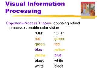 Visual Information
Processing
Opponent-Process Theory- opposing retinal
processes enable color vision
“ON” “OFF”
red green
green red
blue yellow
yellow blue
black white
white black
 