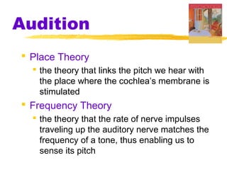 Audition
 Place Theory
 the theory that links the pitch we hear with
the place where the cochlea’s membrane is
stimulated
 Frequency Theory
 the theory that the rate of nerve impulses
traveling up the auditory nerve matches the
frequency of a tone, thus enabling us to
sense its pitch
 