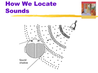 How We Locate
Sounds
 