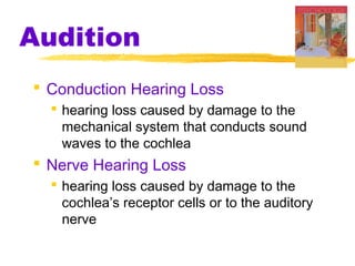 Audition
 Conduction Hearing Loss
 hearing loss caused by damage to the
mechanical system that conducts sound
waves to the cochlea
 Nerve Hearing Loss
 hearing loss caused by damage to the
cochlea’s receptor cells or to the auditory
nerve
 