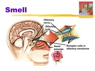 Smell
Receptor cells in
olfactory membrane
Nasal
passage
Olfactory
bulb
Olfactory
nerve
 
