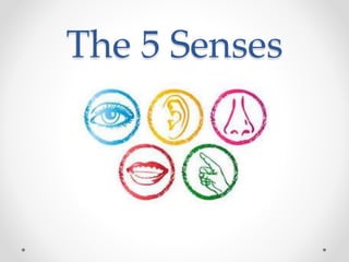 The 5 Senses
 