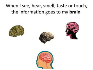 When I see, hear, smell, taste or touch,
the information goes to my brain.
 