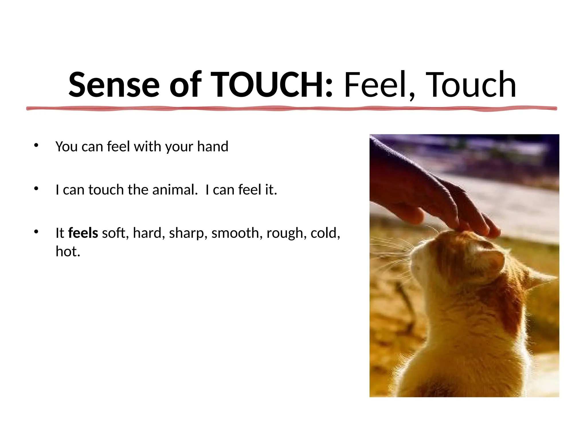 The 5 senses, vocabulary class elementary.pptx