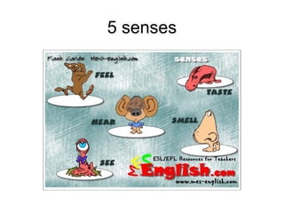 5 senses
 