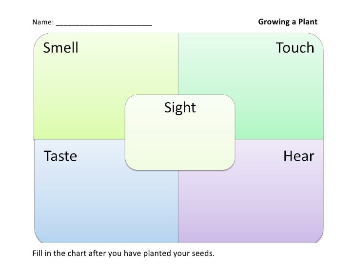 5 senses plant