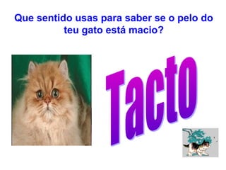 Que sentido usas para saber se o pelo do
teu gato está macio?
 