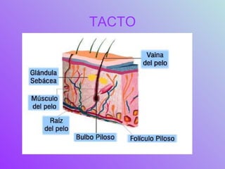 TACTO 