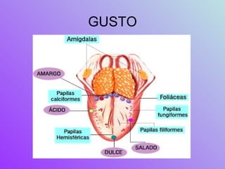 GUSTO 