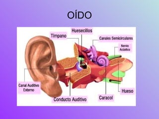 OÍDO 