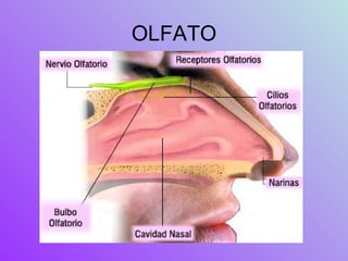 OLFATO 