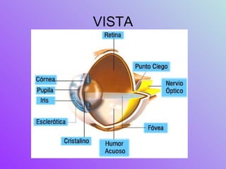 VISTA 