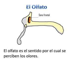 El OlfatoEl olfato es el sentido por el cual se perciben los olores.