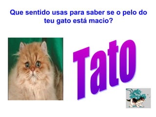 Que sentido usas para saber se o pelo do
teu gato está macio?
