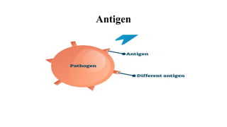 Antigen
 