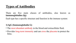 Types of Antibodies
There are five main classes of antibodies, also known as
immunoglobulins (Ig).
Each type has a specific structure and function in the immune system:
1) IgG (Immunoglobulin G)
• The most abundant antibody in the blood and extracellular fluid.
• Provides long-term immunity and can cross the placenta to protect the
fetus.
 