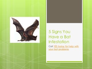 5 Signs You
Have a Bat
Infestation
Call YES today for help with
your bat problems
 