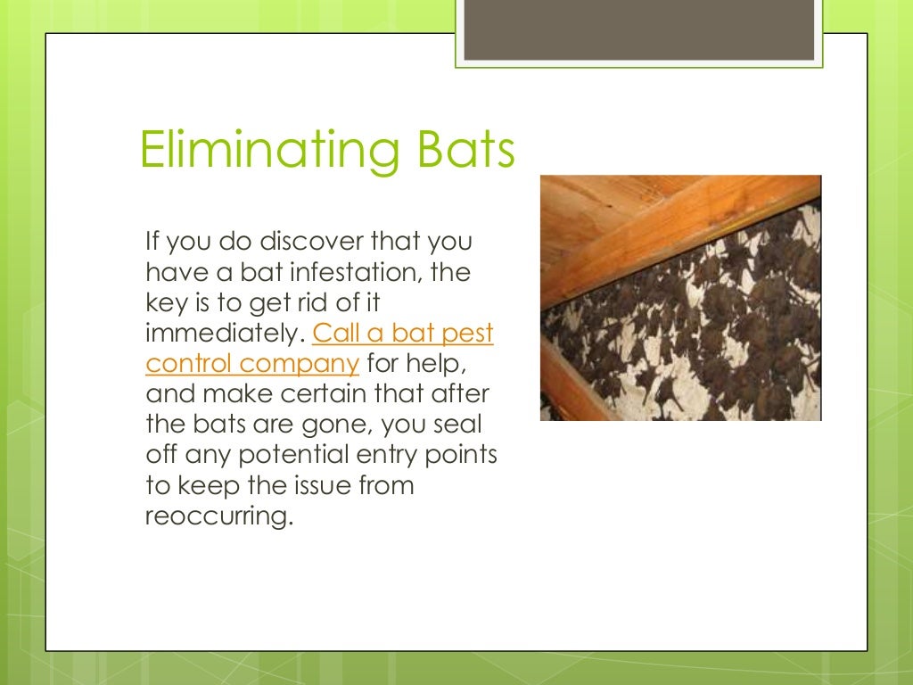 5 signs you have a bat infestation call yes today for help with your bat problems