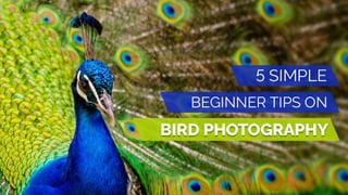 5 simple beginner tips on bird photography
 