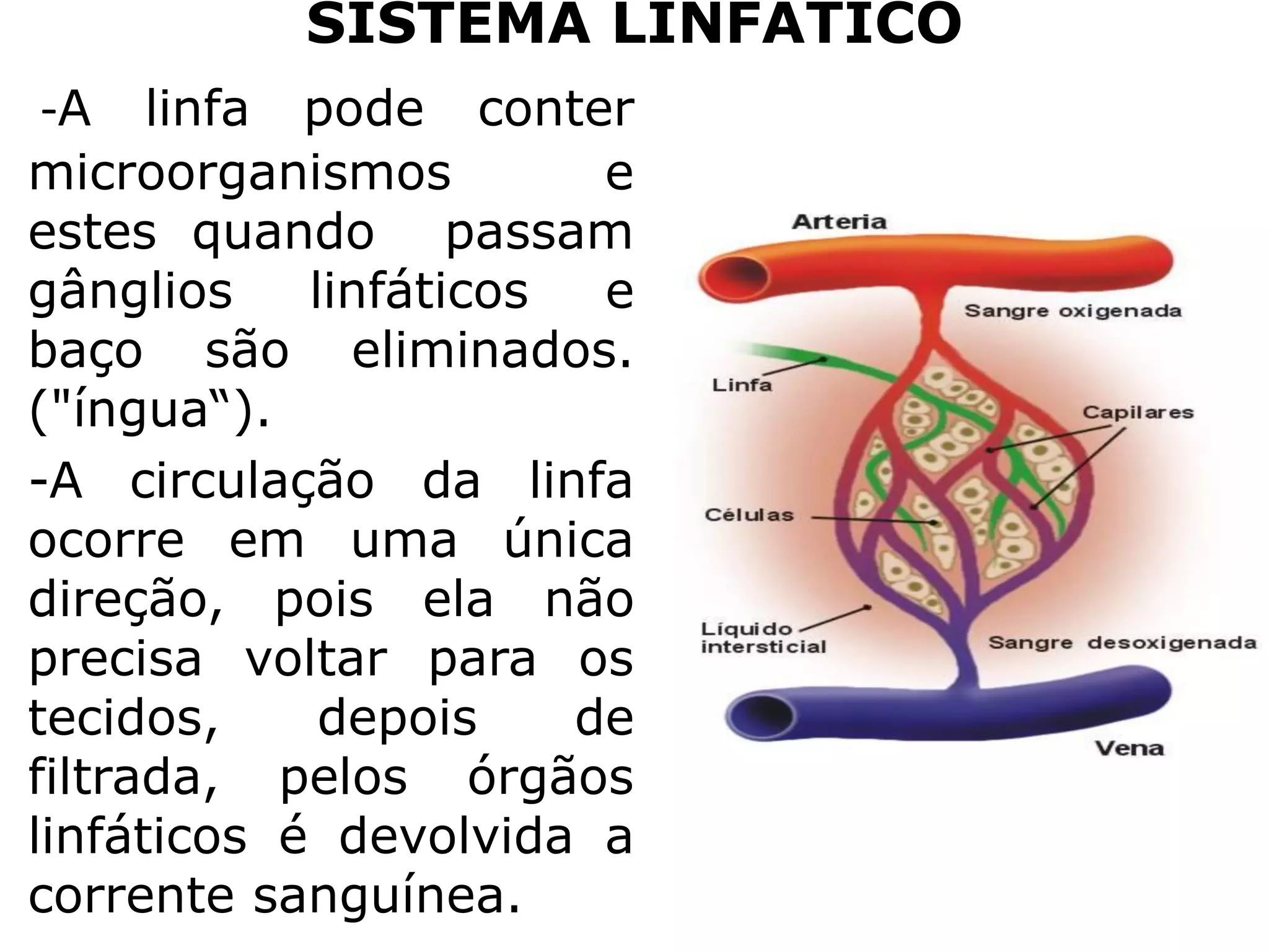 SISTEMA LINFATICO PDF.pdf