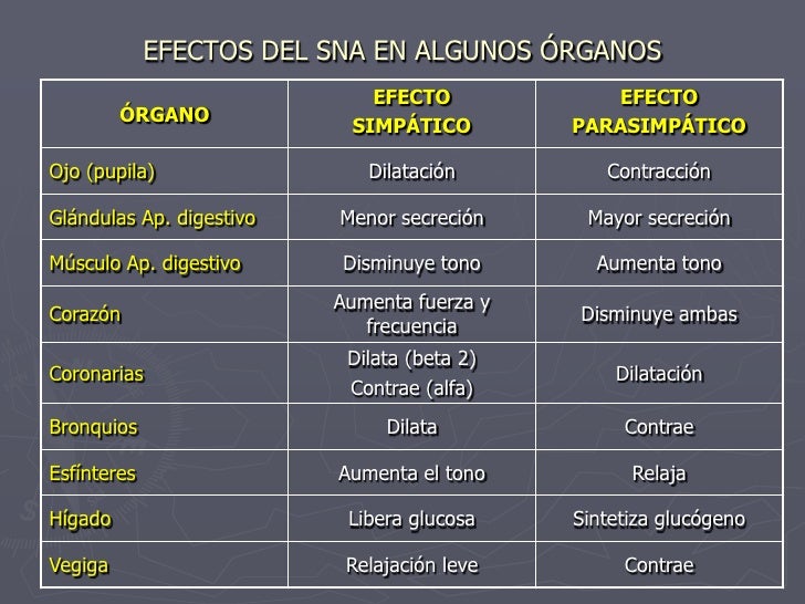 Sistema nervioso autónomo Sistema nervioso autónomo