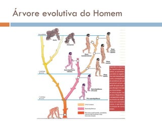 Árvore evolutiva do Homem
 