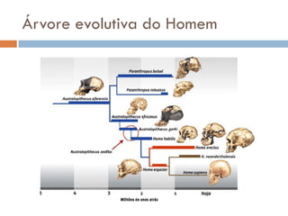 Árvore evolutiva do Homem
 