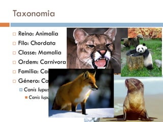 Taxonomia
   Reino: Animalia
   Filo: Chordata
   Classe: Mamalia
   Ordem: Carnivora
   Familia: Canidae
   Género: Canis
     Canis   lupus
       Canis   lupus familiaris
 