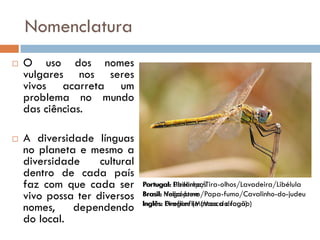 Nomenclatura
   O uso dos nomes
    vulgares nos seres
    vivos acarreta um
    problema no mundo
    das ciências.

   A diversidade línguas
    no planeta e mesmo a
    diversidade     cultural
    dentro de cada país
    faz com que cada ser       Portugal: Libelinha/Tira-olhos/Lavadeira/Libélula
                                          Pirilampos
    vivo possa ter diversos    Brasil: Helicóptero/Papa-fumo/Cavalinho-do-judeu
                                       Vaga-lume
                               Inglês: Dragonflie (Mosca dragão)
                                       Fireflies (Moscas do fogo)
    nomes,    dependendo
    do local.
 
