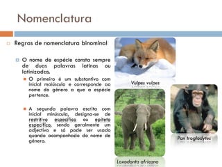 Nomenclatura
   Regras de nomenclatura binominal

       O nome de espécie consta sempre
        de duas palavras latinas ou
        latinizadas.
           O primeiro é um substantivo com
            inicial maiúscula e corresponde ao         Vulpes vulpes
            nome do género a que a espécie
            pertence.

           A segunda palavra escrita com
            inicial minúscula, designa-se de
            restritivo específico ou epíteto
            específico, sendo geralmente um
            adjectivo e só pode ser usado
            quando acompanhado do nome de                              Pan troglodytes
            género.


                                                 Loxodonta africana
 