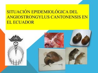 SITUACIÓN EPIDEMIOLÓGICA DEL
ANGIOSTRONGYLUS CANTONENSIS EN
EL ECUADOR
 