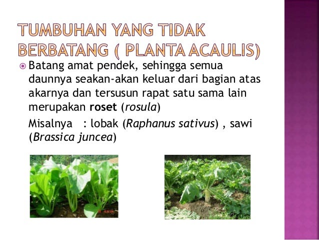 Ppt Morfologi Tumbuhan Batang